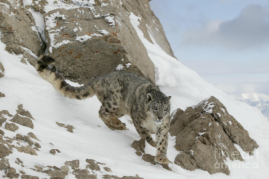 Snow Leopard #10 Photograph by Jean-Louis Klein & Marie-Luce Hubert