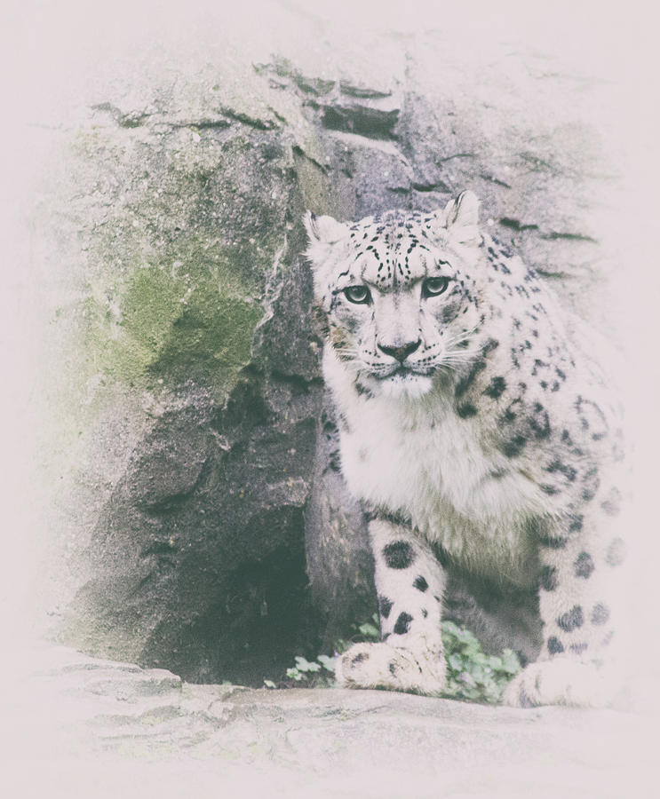 Nature Photograph - Snow Leopard #10 by Martin Newman