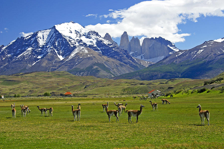 Mountain Photograph - Springtime in Torres del Paine #10 by Michele Burgess