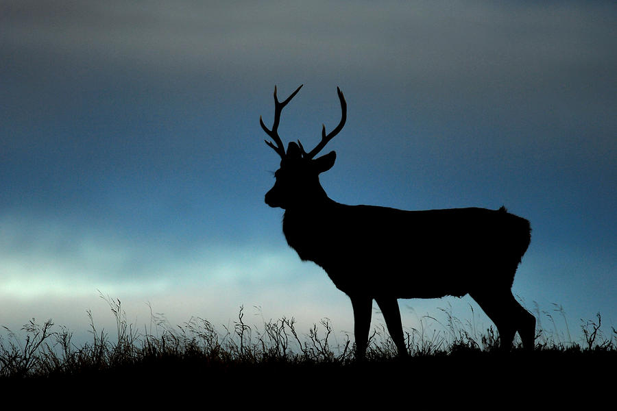 Stag Silhouette #10 Photograph by Gavin MacRae