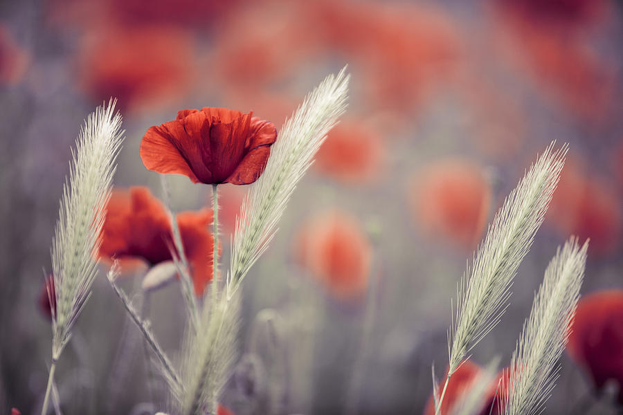 Poppy Photograph - Summer Poppy Meadow by Nailia Schwarz