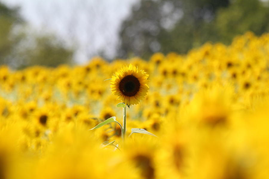 Sunflower #12 Photograph by Donn Ingemie