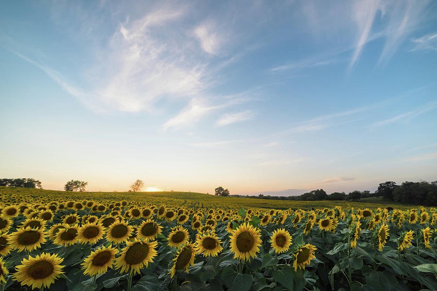 Sunflower Sunset #10 Photograph by Ryan Heffron