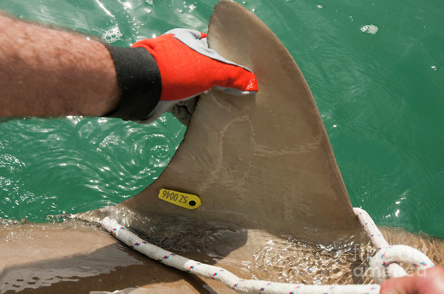 tagging a sandbar shark Carcharhinus plumbeus #10 Photograph by Hagai Nativ