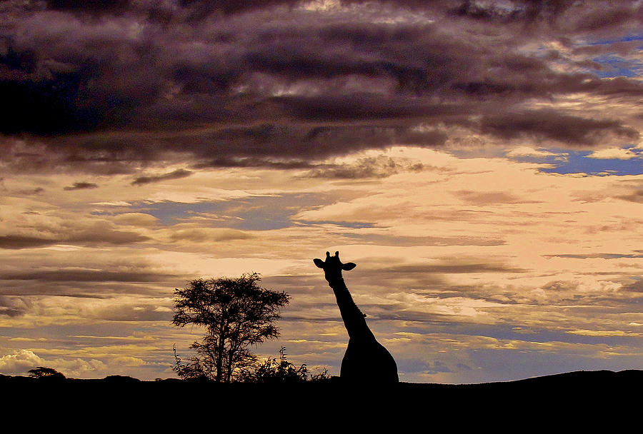 Tanzania #10 Photograph by Paul James Bannerman