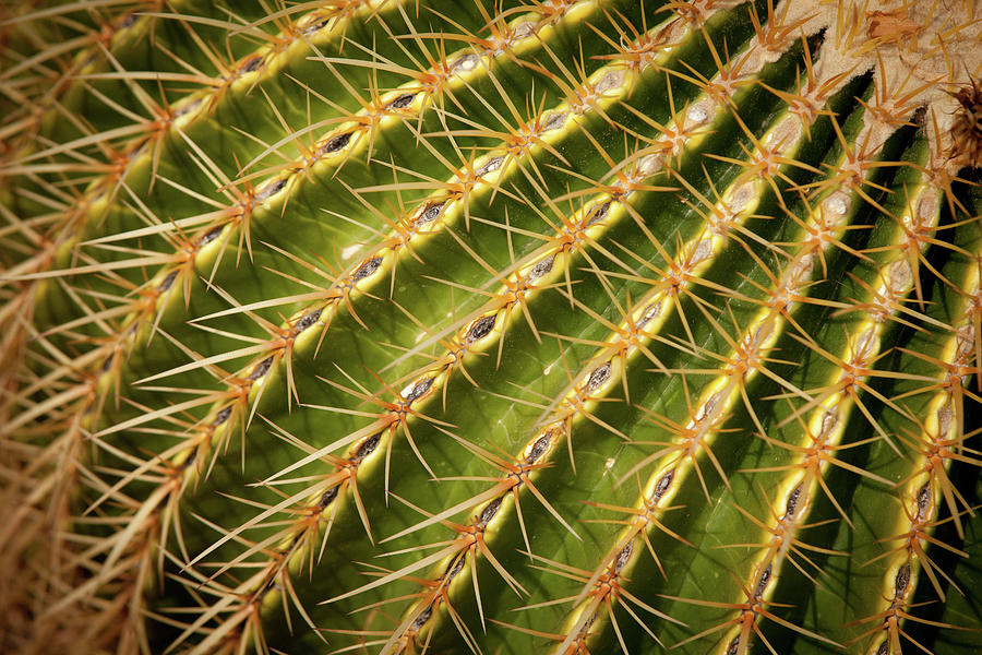 Textures of Arizona #11 Photograph by John Magyar Photography