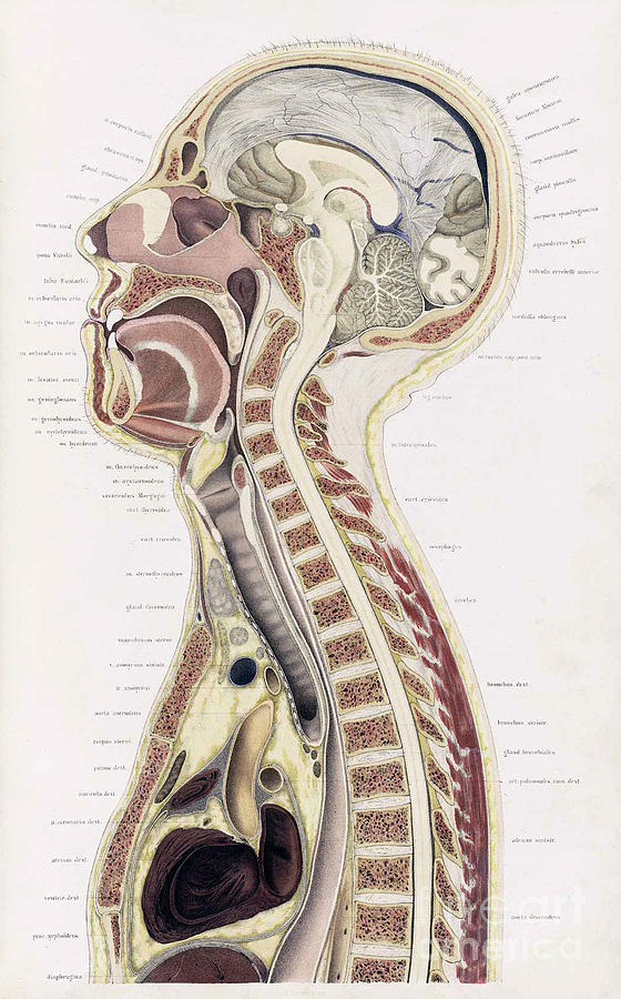 Topographisch-anatomischer, Braune, 1872 #10 Photograph by Science Source