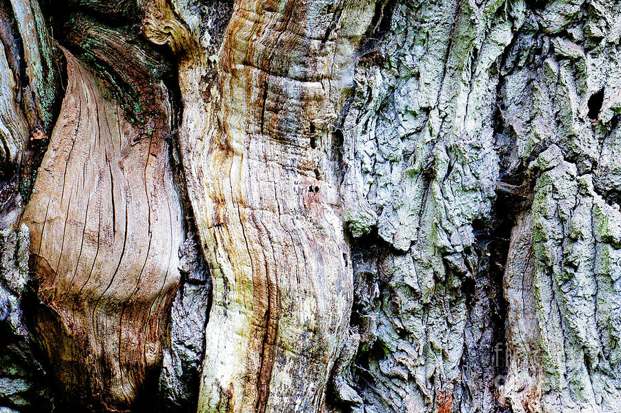 Tree bark #10 Photograph by Tom Gowanlock
