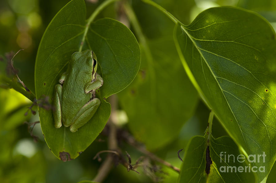 Tree Frog In Lilac Bush #10 Photograph by Jim Corwin