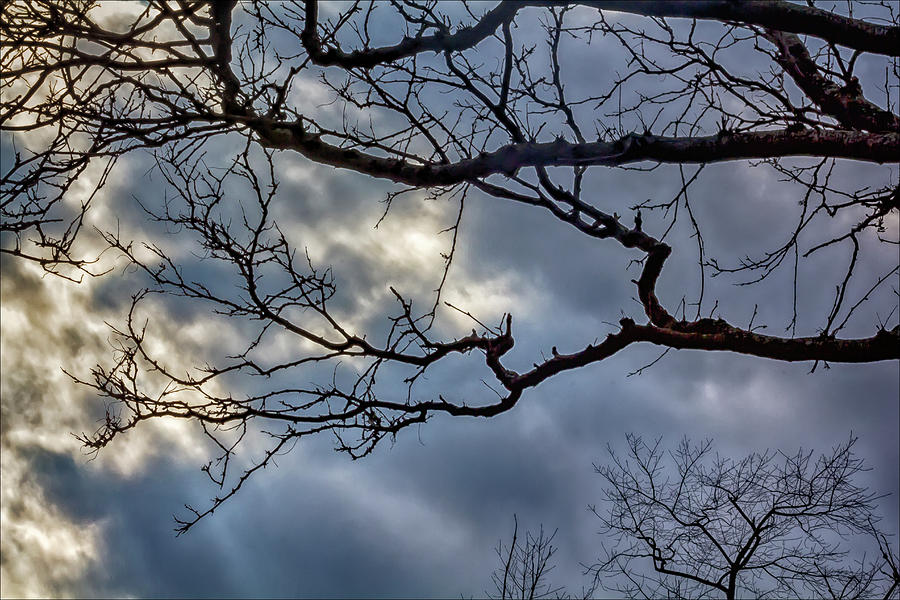 Trees Sky and Clouds #10 Photograph by Robert Ullmann