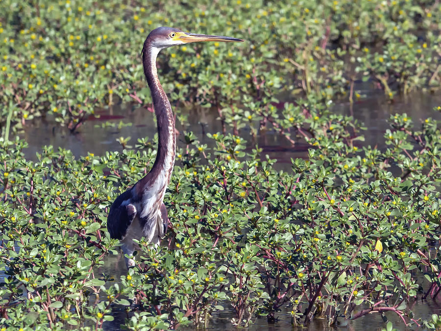 Tricolored Heron #10 Photograph by Tam Ryan