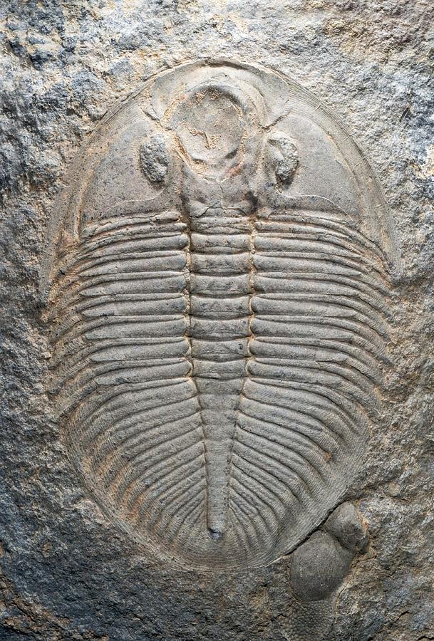 Prehistoric Photograph - Trilobite Fossil #10 by Sinclair Stammers