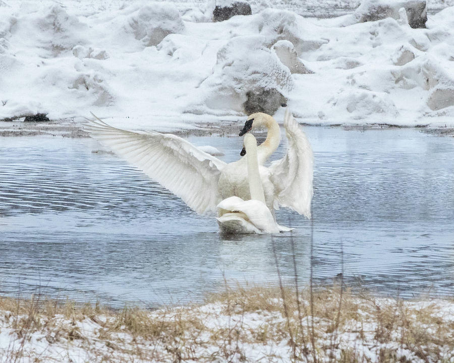 Swan Photograph - Trumpeter Swan Pair #10 by Dee Carpenter