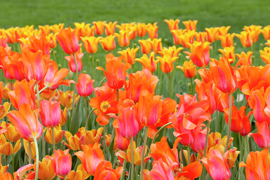 Tulip Garden #10 Photograph by Anthony Totah