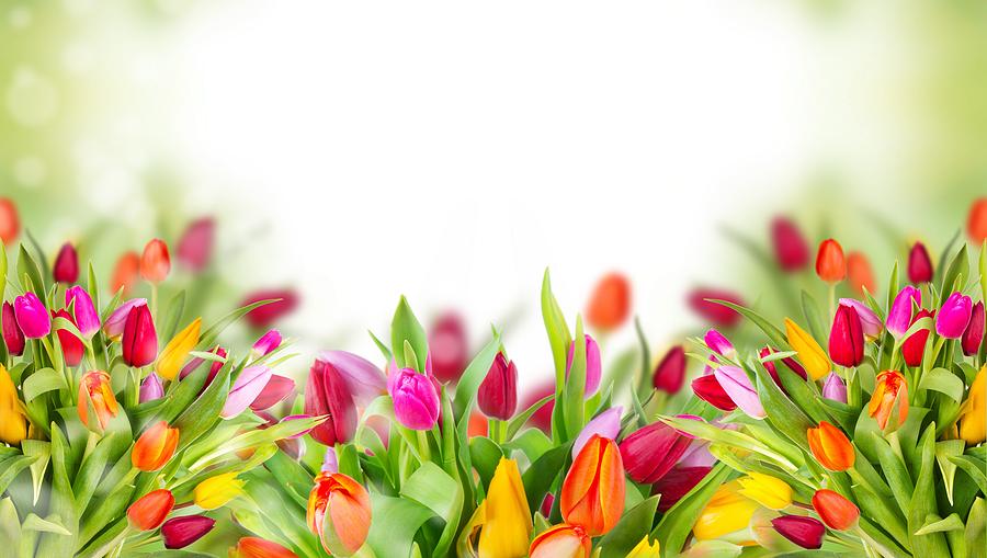 Spring Digital Art - Tulip #10 by Maye Loeser