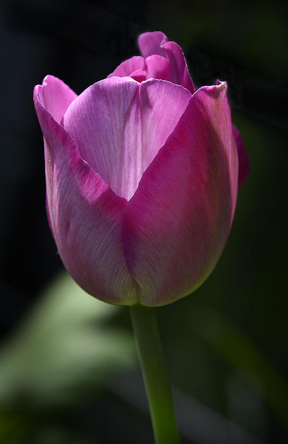 Tulip #10 Photograph by Ti Oakva