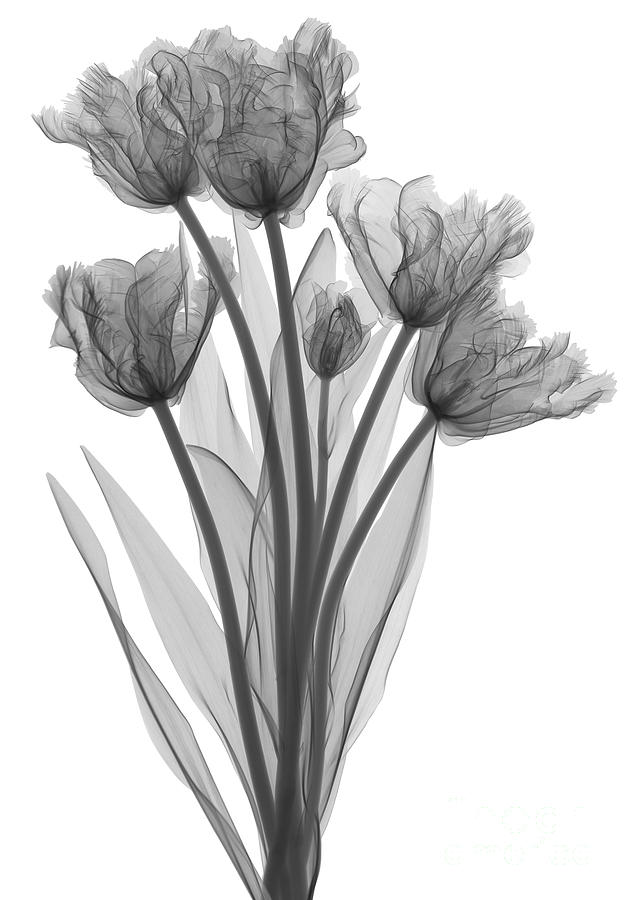 Tulips, X-ray #7 Photograph by Ted Kinsman