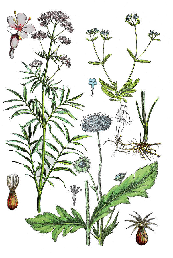 Various Medicinal Plants Drawing by Heinz TschanzHofmann Fine Art