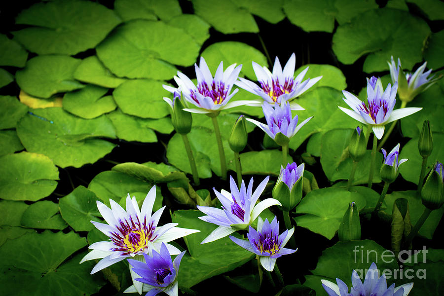 Water Lilies and Lily pads #10 Photograph by Amy Cicconi