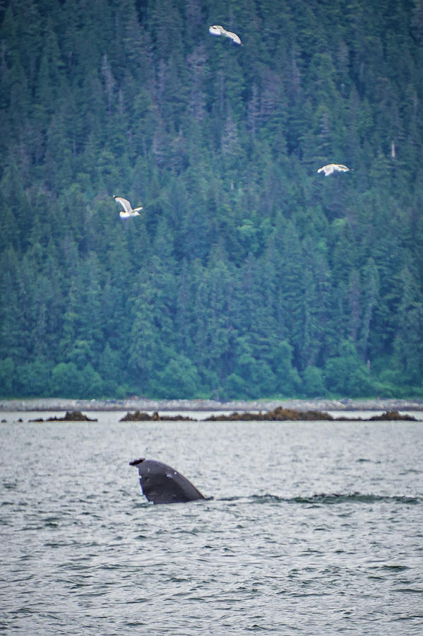 Whale Watching On Favorite Channel Alaska #10 Photograph by Alex Grichenko