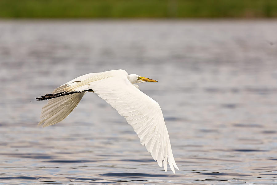 White, Great Egret #10 Photograph by Peter Lakomy