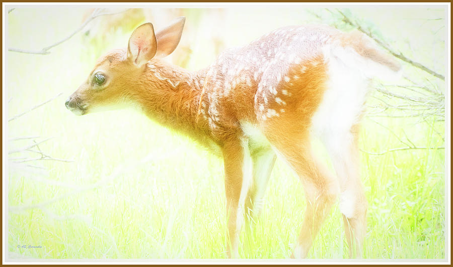 Whitetailed Deer Fawn #10 Photograph by A Macarthur Gurmankin