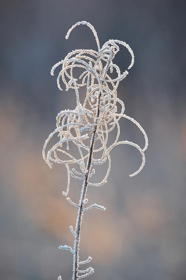 Winter flowers #10 Photograph by Jouko Lehto