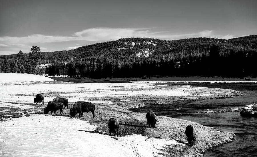 Yellowstone Bison #10 Photograph by Mountain Dreams