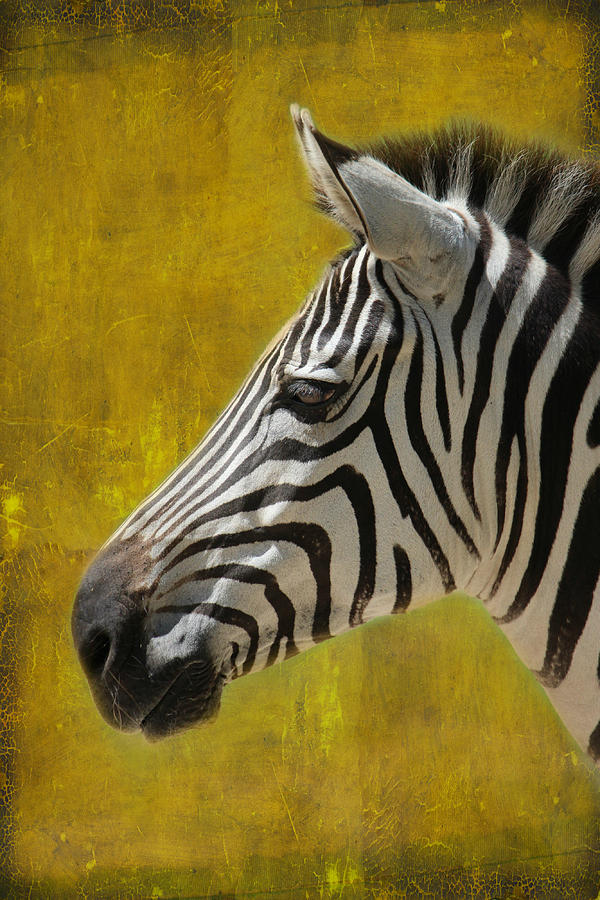 Unique Photograph - Zebra #10 by Heike Hultsch