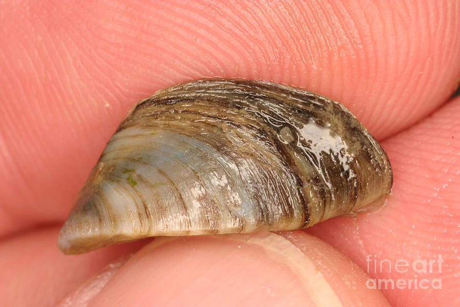 Zebra Mussel #10 Photograph by Ted Kinsman