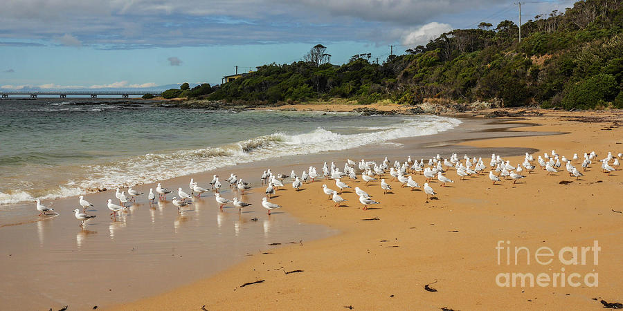 100 Little Seagulls Standing Photograph by Lexa Harpell