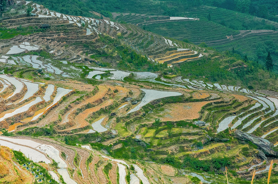 Longji terraced fields scenery #100 Photograph by Carl Ning