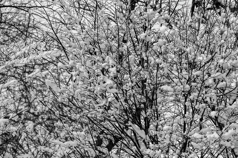 Snow and Trees #100 Photograph by Robert Ullmann