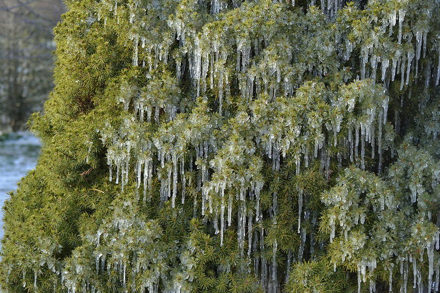 1000 Icicles and a Bush by JD Grimes 1000 Icicles and a Bush by JD Grimes