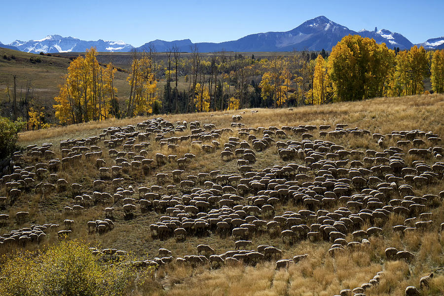 1000 Sheep Above Telluride Colorado Photograph by Mary Lee Dereske