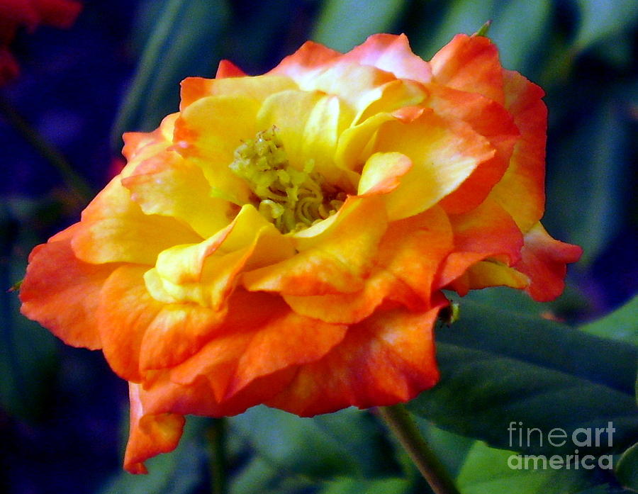 1001 Desert Rose Photograph by Darcy Haynes - Fine Art America