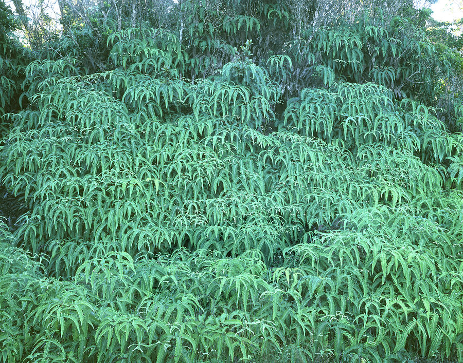 100134 Uluhe Ferns Hawaii Photograph by Ed Cooper Photography