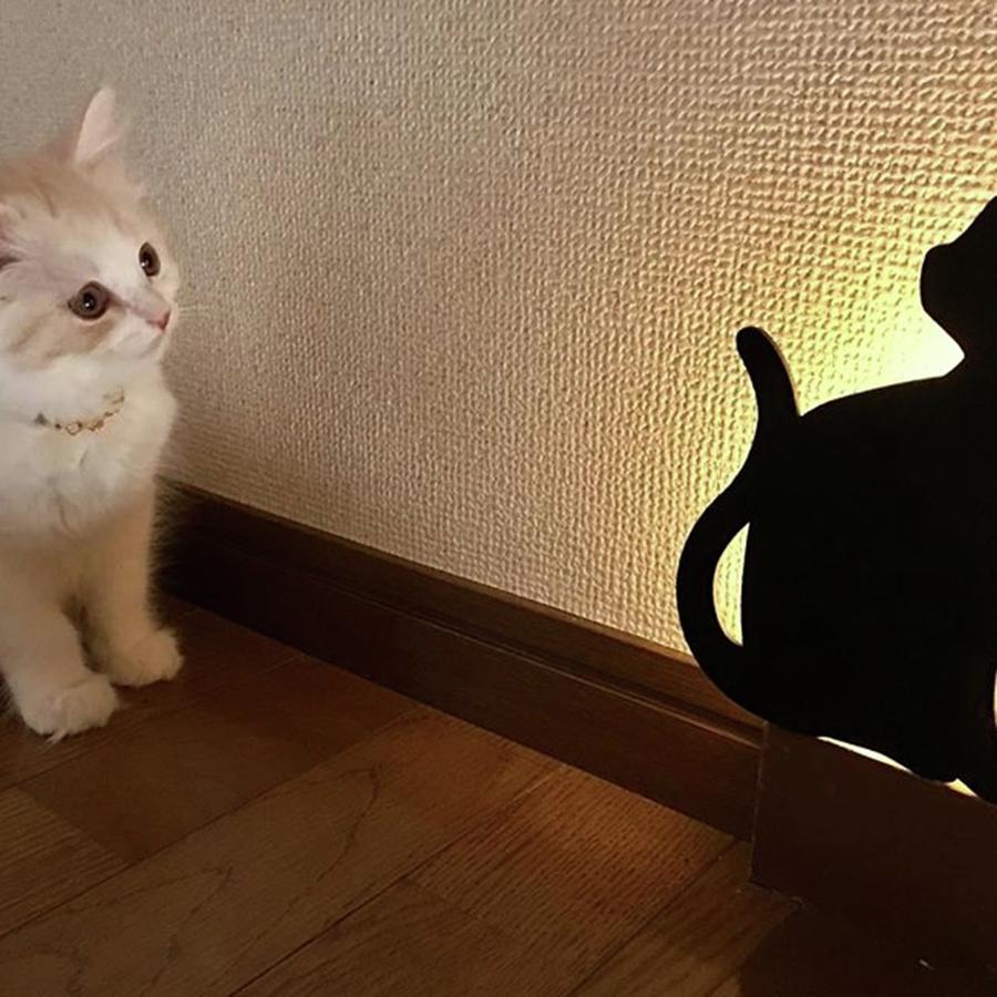 Wall light and cat Photograph by Haruko Endo