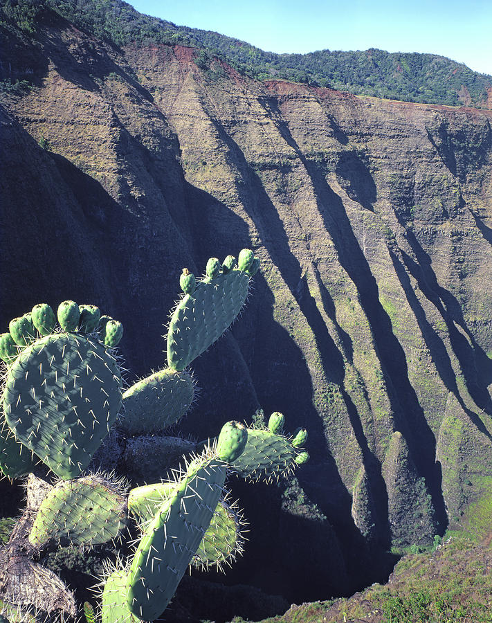 100188 Prickly Pear Cactus Na Pali Coast Photograph by Ed Cooper Photography