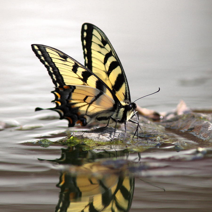 100215 - Tiger Swallowtail Butterfly Photograph by Travis Truelove