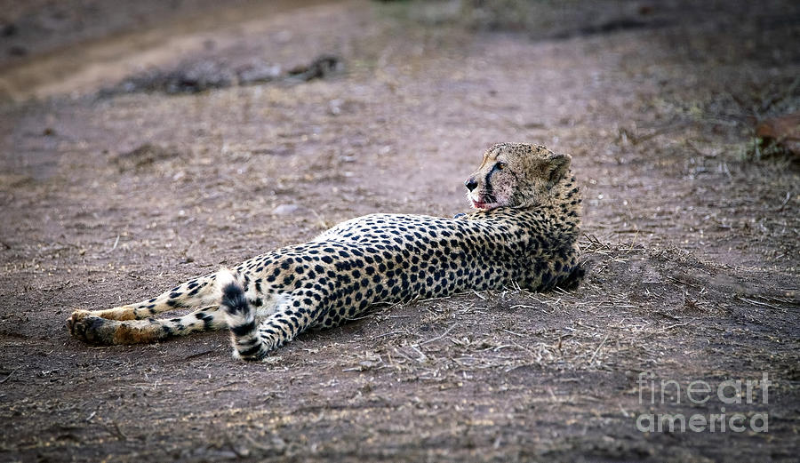 1105 Cheetah Photograph by Steve Sturgill