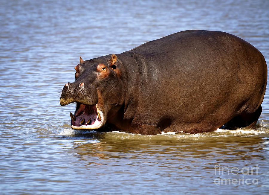 1106 Hippopotamus Photograph by Steve Sturgill