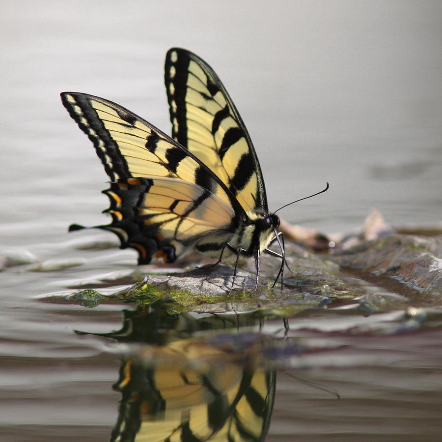 100609 - Tiger Swallowtail Butterfly Photograph by Travis Truelove