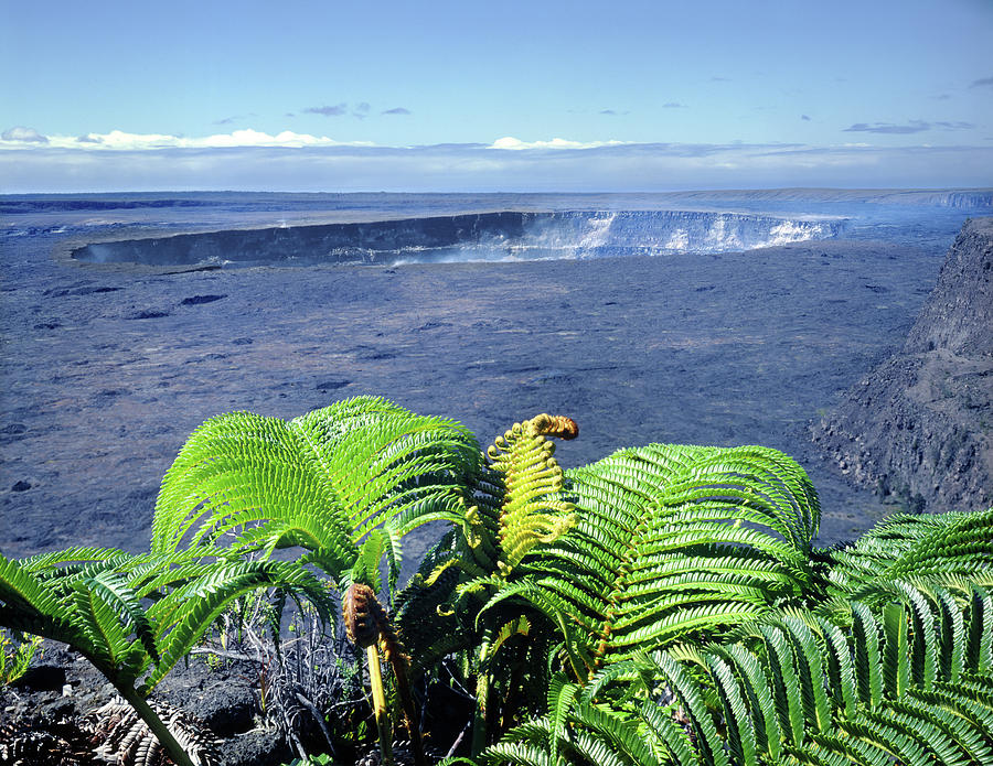100960 Ferns and Halemaumau Crater Kilauea Caldera HI Photograph by Ed Cooper Photography