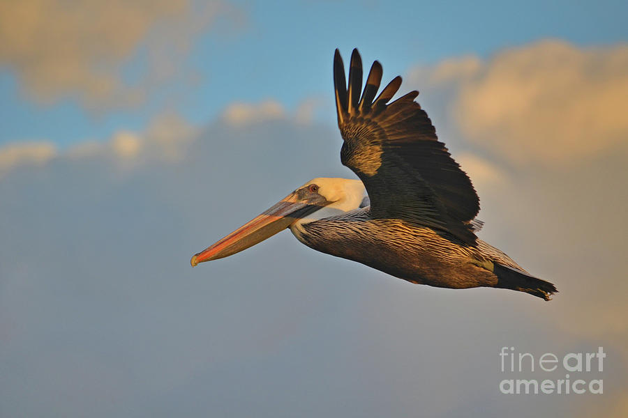 101- Brown Pelican Cruising In Paradise Photograph by Joseph Keane