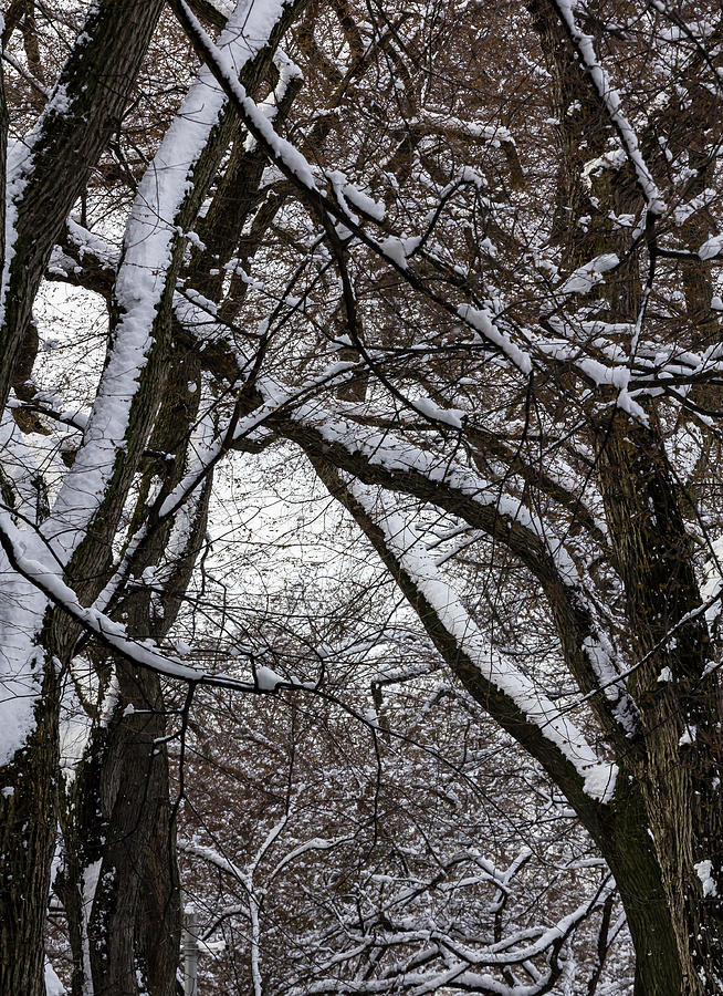 Snow and Trees #101 Photograph by Robert Ullmann