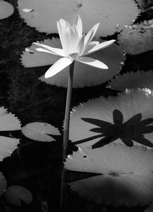 1010 AM Lotus Bloom in Black and White Photograph by M E