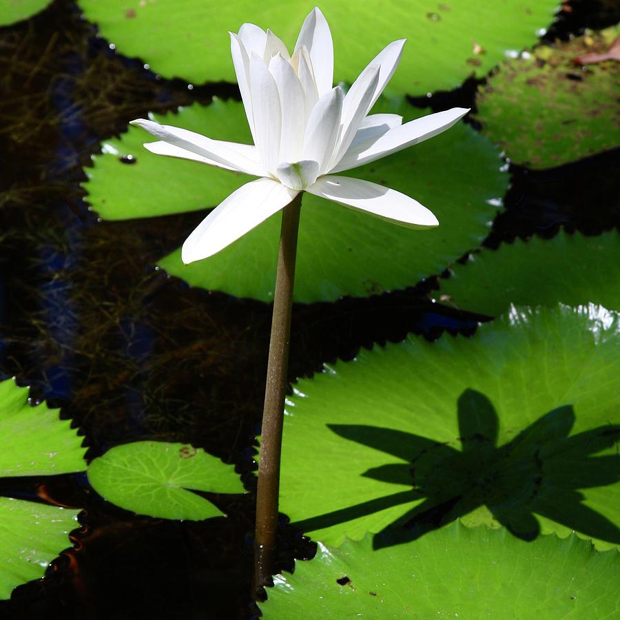 1010 AM Lotus Bloom in Color Photograph by M E