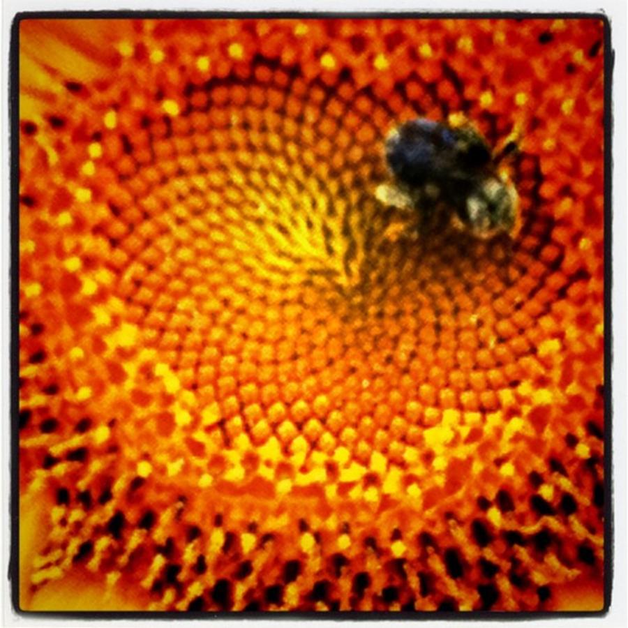 Pollinationof a sunflower Photograph by Brianna Kilgore