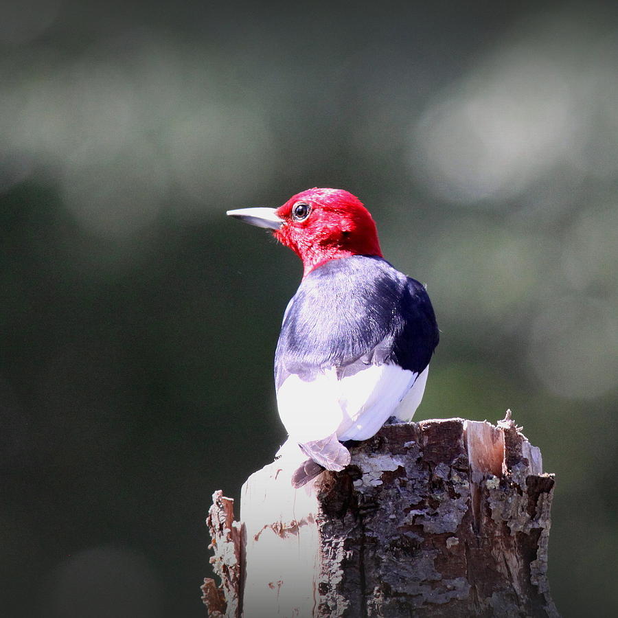 101639 - Red-headed Woodpecker Photograph by Travis Truelove